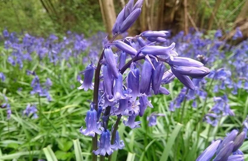 Bluebell Walk